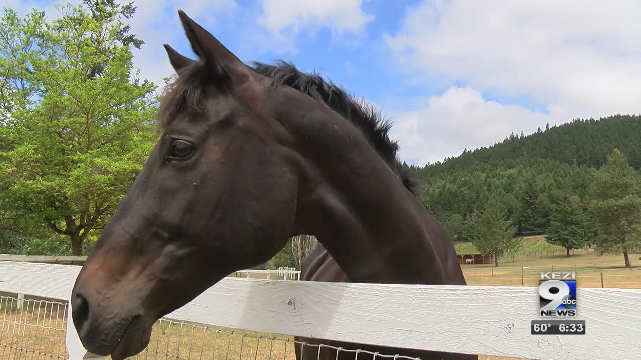 Image for Brothers hope to open equestrian resort in Douglas County