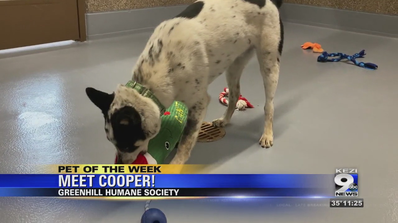 Pet of the Week: Cooper - Vimarsana News