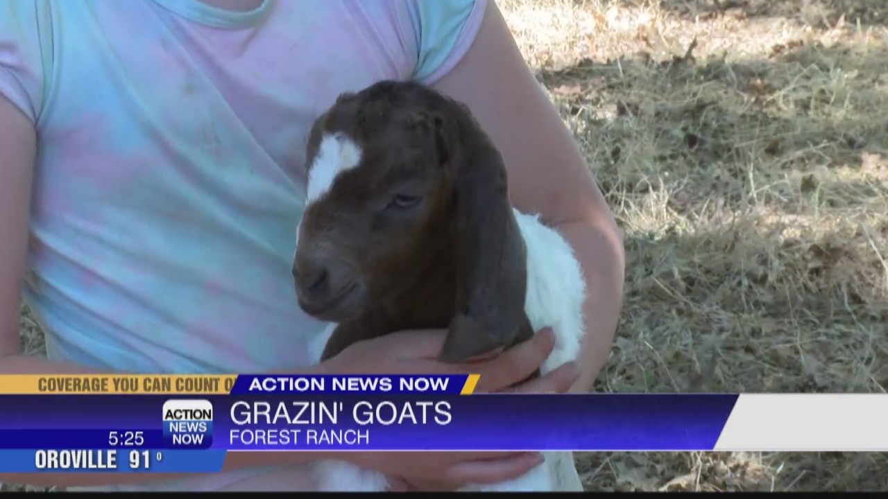 Goats graze Forest Ranch for fire mitigation - Vimarsana News