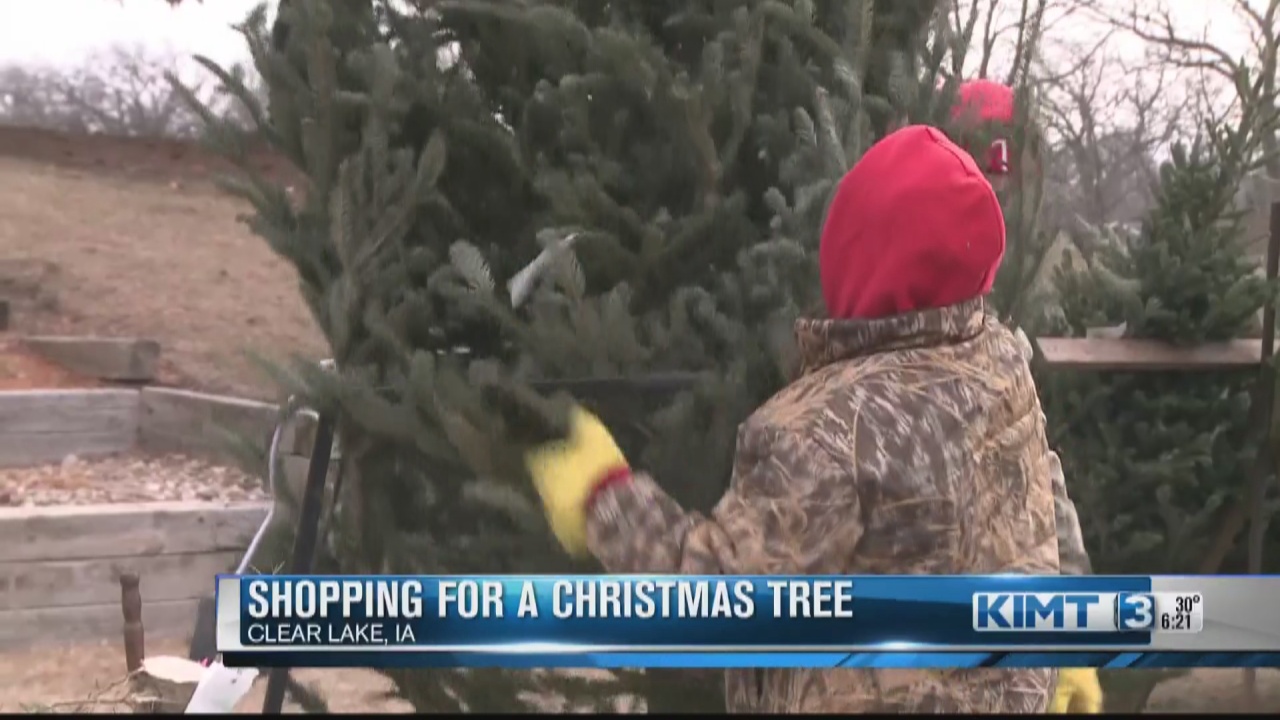 Christmas tree sale season underway - Vimarsana News