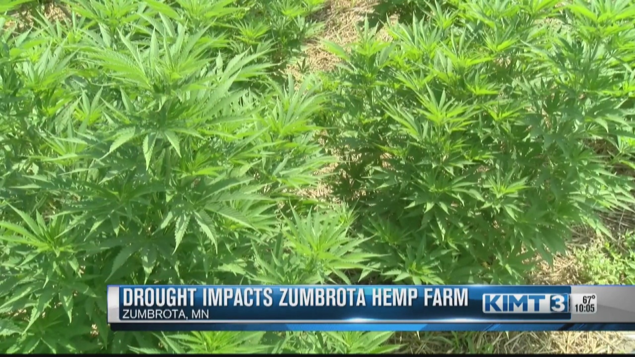 Zumbrota farm impacted by ongoing drought - Vimarsana News