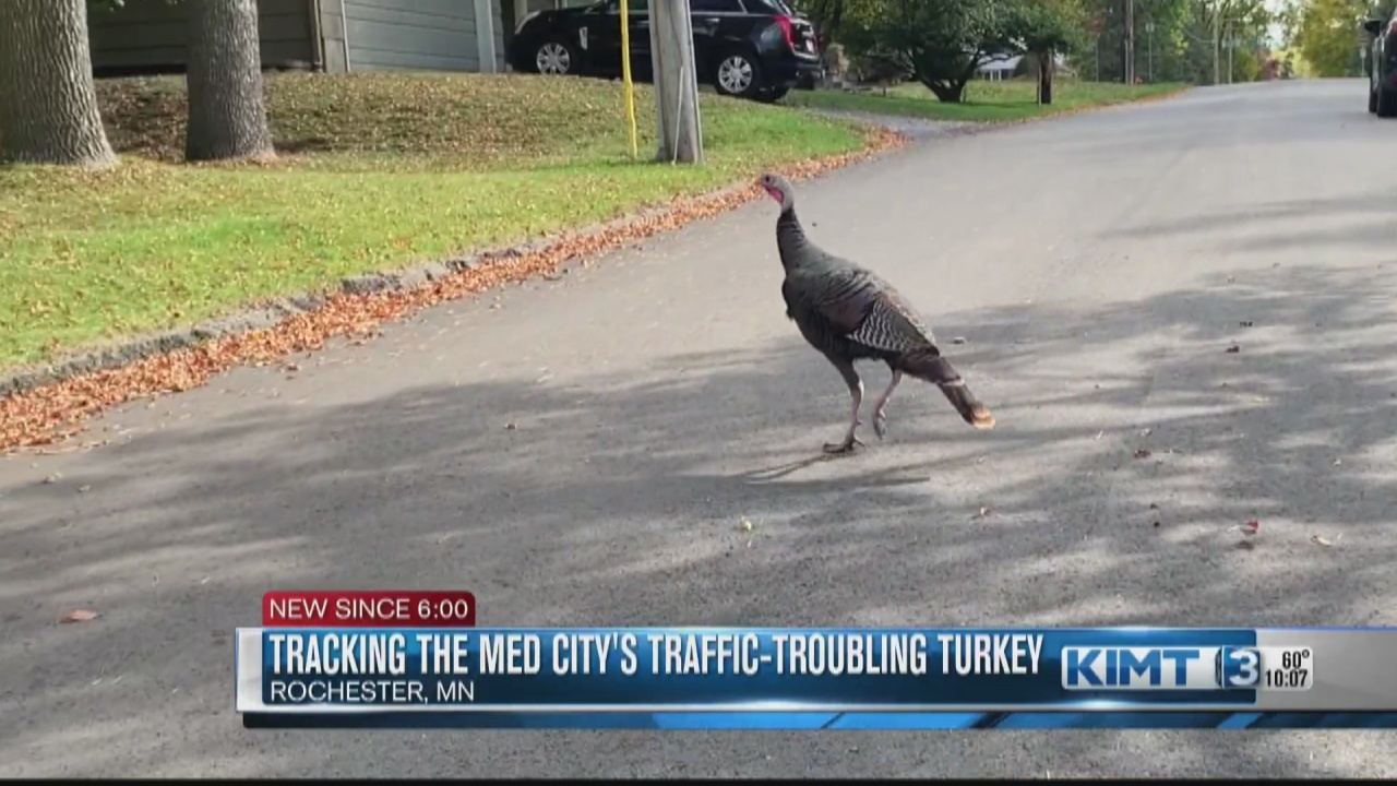 Tracking down the traffic-troubling turkey in Southwest Rochester - Vimarsana News