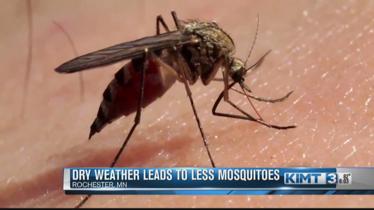Have you noticed less mosquitoes? It's due to the dry weather - Vimarsana News