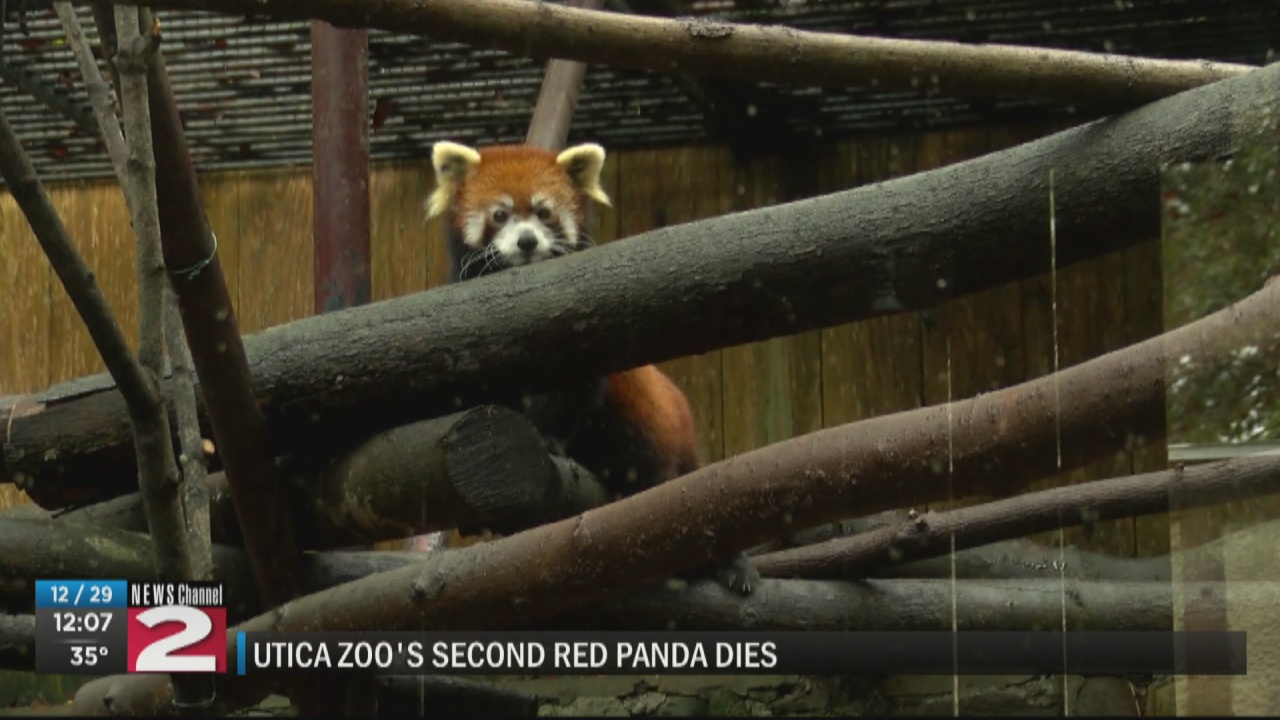Utica Zoo's second red panda dies 2 months after his mate - Vimarsana News