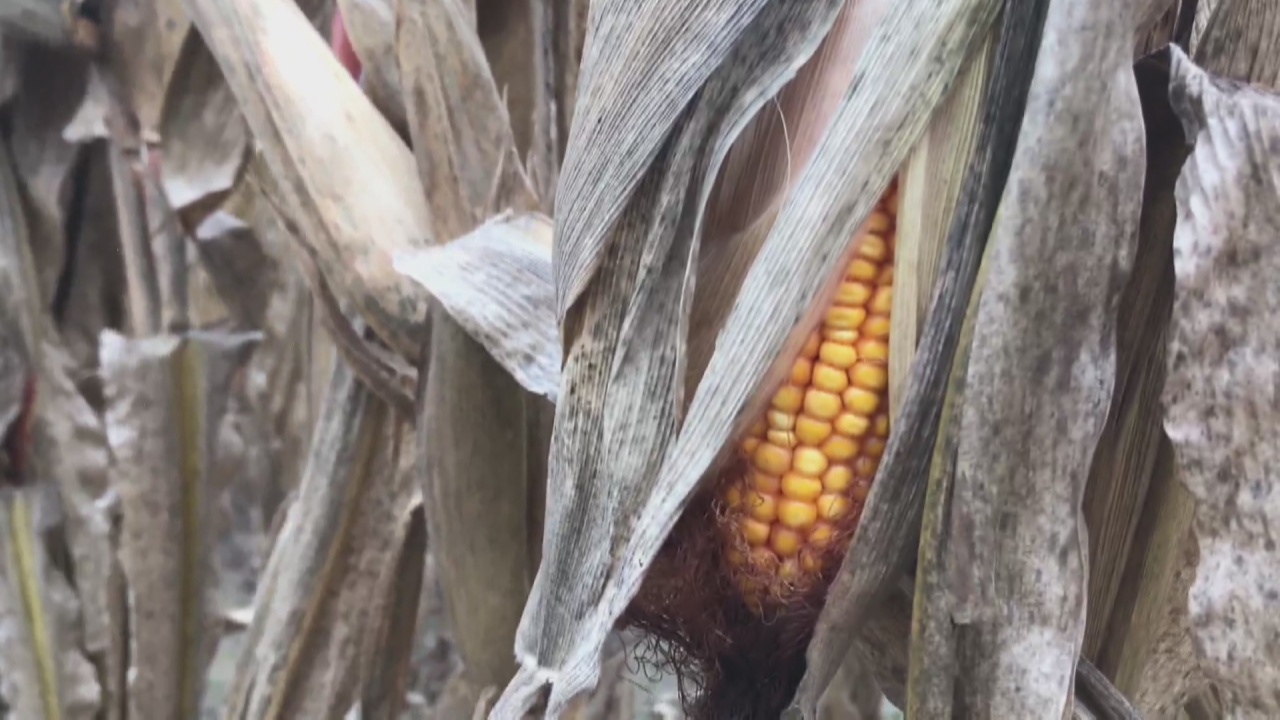 Harvest season pushed back after record breaking rain in October - Vimarsana News