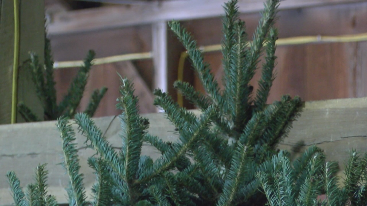 What do you do with your real Christmas tree now? - Vimarsana News